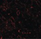 TNFSF4 / OX40L Antibody (C-Terminus)